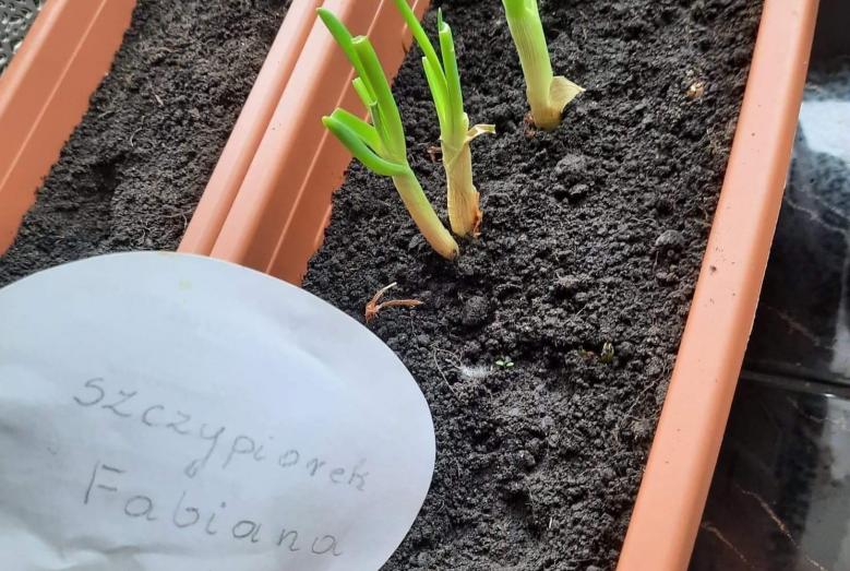 Wiosenne prace w wykonaniu drugoklasistów z SP nr 2