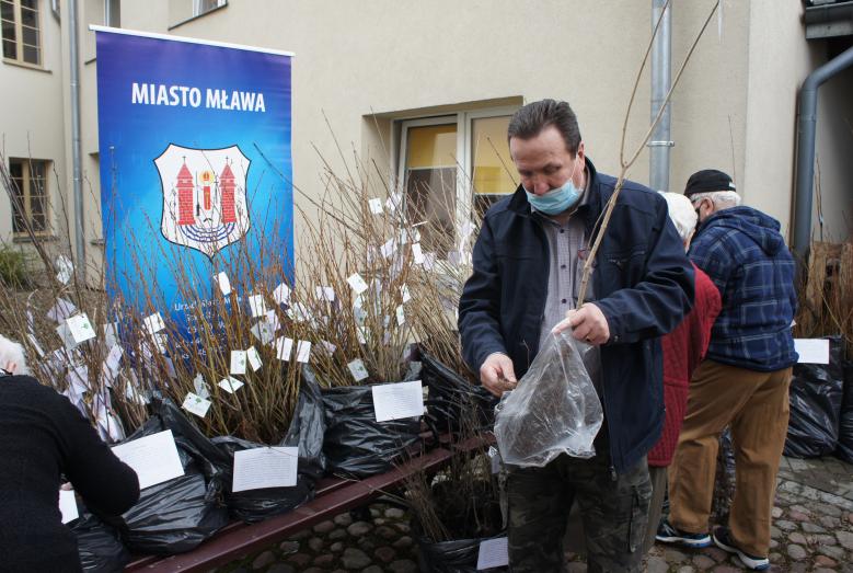 Mieszkańcy odbierają sadzonki drzew na dziedzińcu mławskiego ratusza