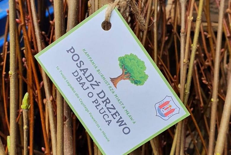Pęk sadzonek drzew z etykietą z napisem: Kampania Burmistrza Miasta Mława Posadź drzewo dbaj o płuca - to Twoja cegiełka dla Czystego Powietrza w Mławie 