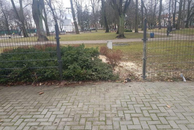 Powalony świerk i uszkodzone ogrodzenie