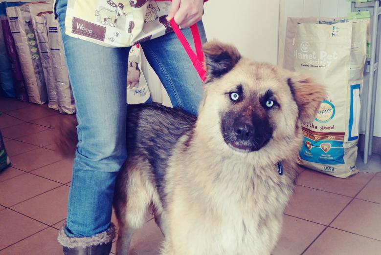 Jadwiga
