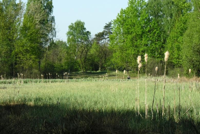 Rezerwat przyrody Bagno Jacka (Wesoła)