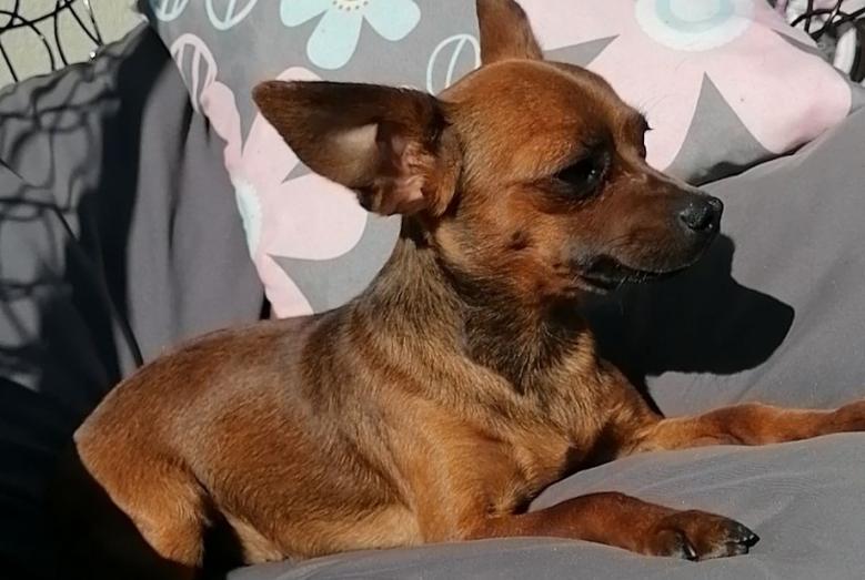 Suczka Daisy