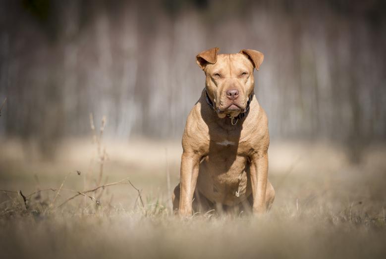 american-staffordshire-terrier