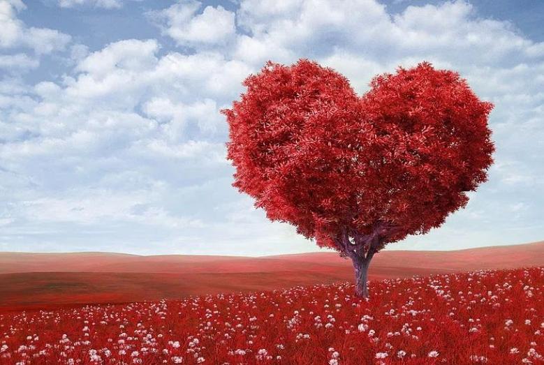 czerwone drzewo w kształcie serca