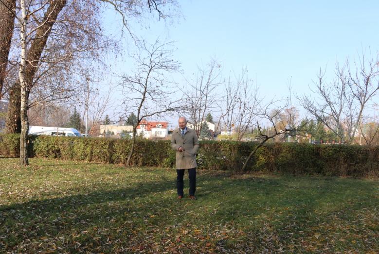 dąb (2)
