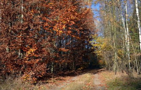 Las mławski jesienią