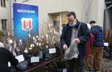 Mieszkańcy odbierają sadzonki drzew na dziedzińcu mławskiego ratusza