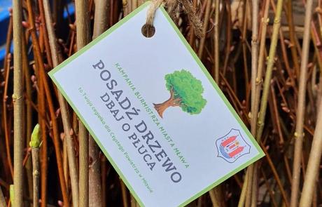 Pęk sadzonek drzew z etykietą z napisem: Kampania Burmistrza Miasta Mława Posadź drzewo dbaj o płuca - to Twoja cegiełka dla Czystego Powietrza w Mławie 