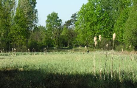 Rezerwat przyrody Bagno Jacka (Wesoła)