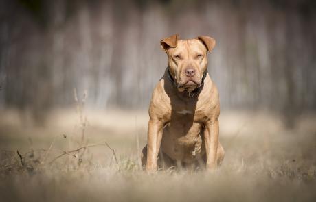 american-staffordshire-terrier