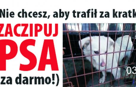 zaczipuj psa