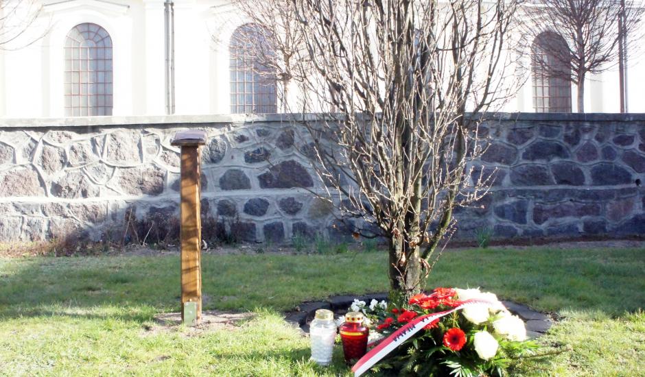 dąb pamięci na Starym Rynku
