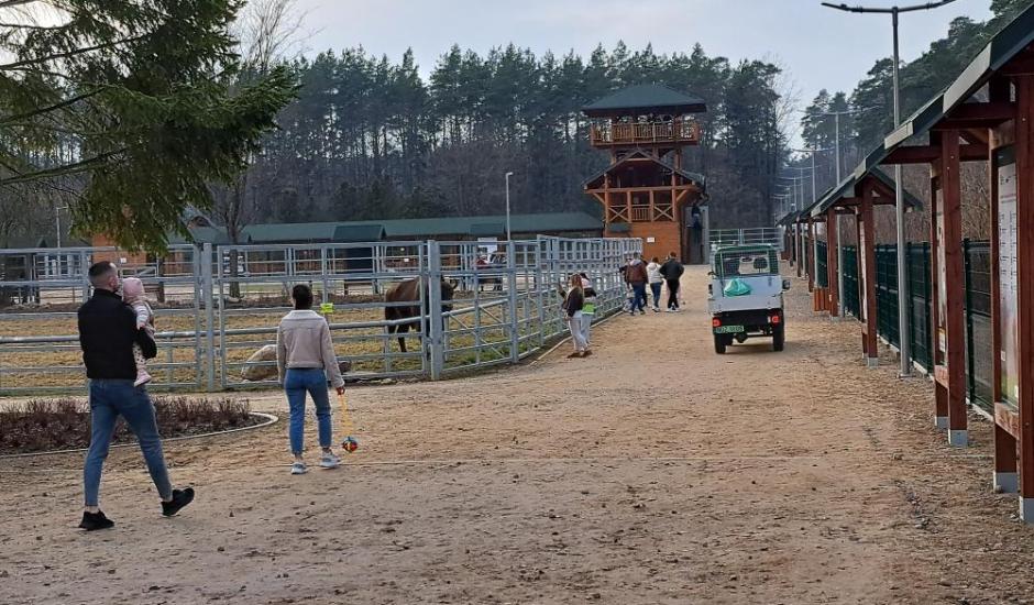 Pokazowa zagroda żubrów przy ul. Krajewo