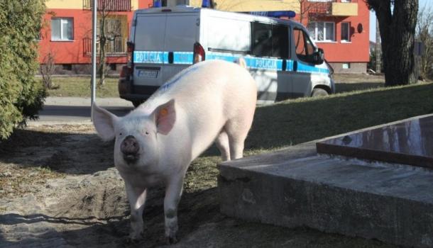 Zdjęcie Szymona Wyrostka  - prosiaczek w  środku miasta