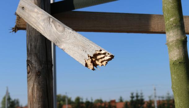 Akty wandalizmu na Alei Świętego Wojciecha - 15