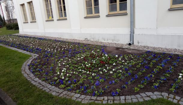 Nasadzenia kwiatów - 09