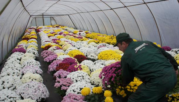Pracownicy Agrosanu rozwożą chryzantemy