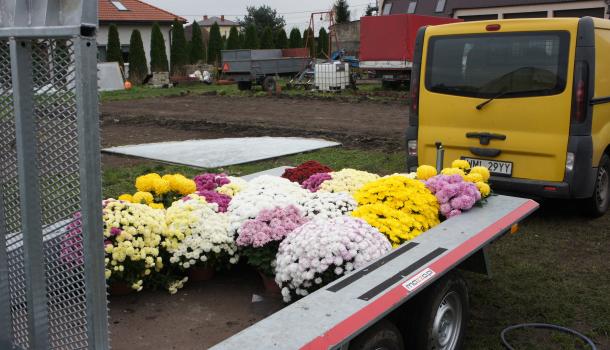 Pracownicy Agrosanu rozwożą chryzantemy