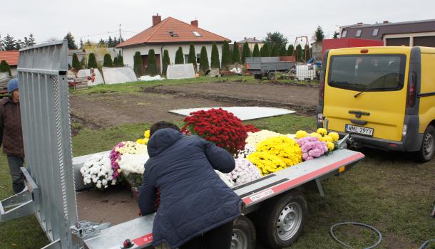 Pracownicy Agrosanu rozwożą chryzantemy