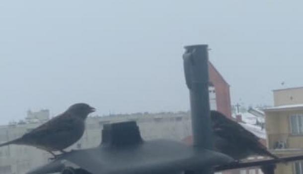 Klub Badacza Przyrody w SP nr 7 w Mławie