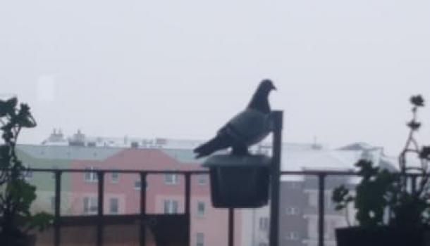 Klub Badacza Przyrody w SP nr 7 w Mławie