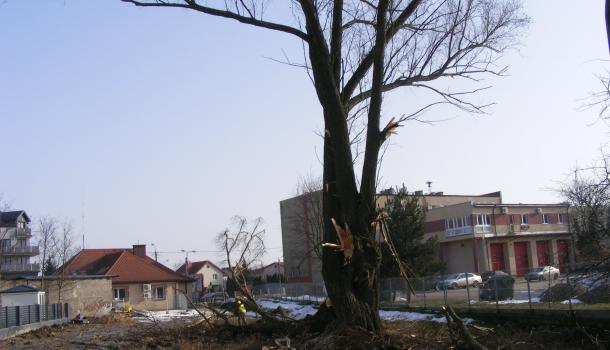 Chore drzewa usuwane wzdłuż rzeki Seracz