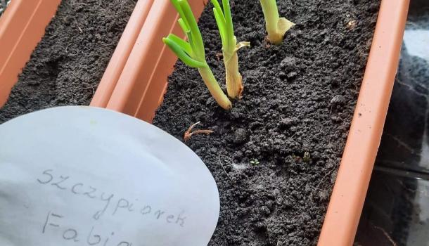 Wiosenne prace w wykonaniu drugoklasistów ze SP nr 2