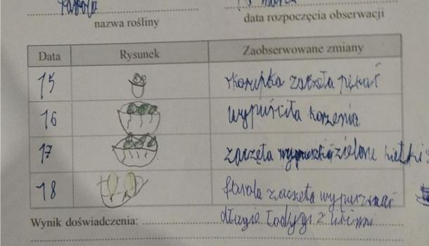 Domowa hodowla fasoli w SP nr 7 w Mławie