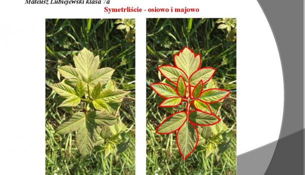 „Majówka, przyroda i … matematyka” – konkurs matematyczny w SP nr 2