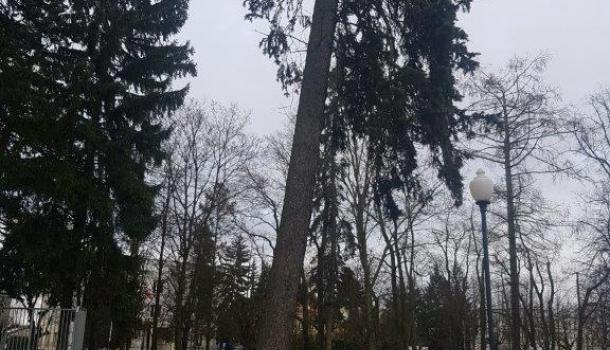 Przechylające się drzewo