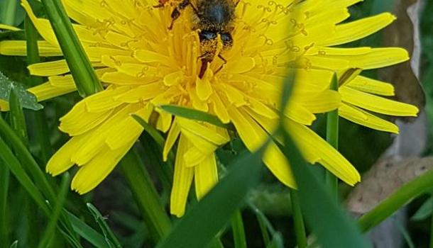 Fotografie miłośników pszczół ze Szkoły Podstawowej nr 7