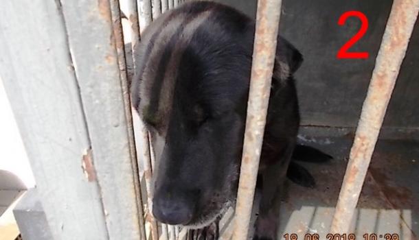 Pies typu labrador